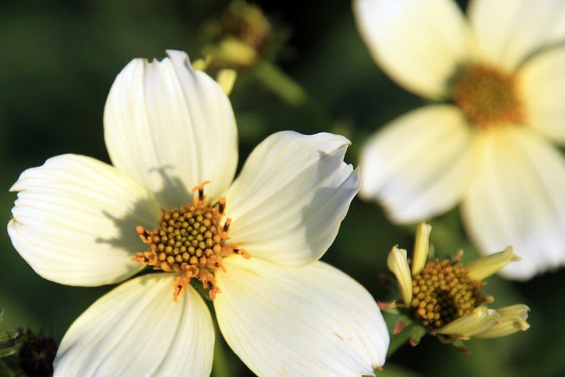 Flores 2