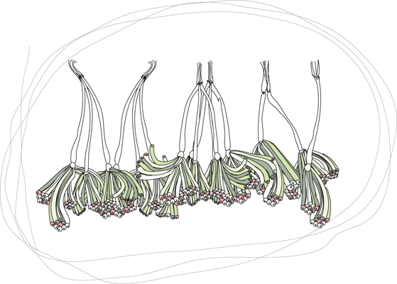 Serie Vegetal 3