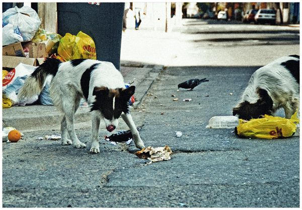 Vagabundos 14