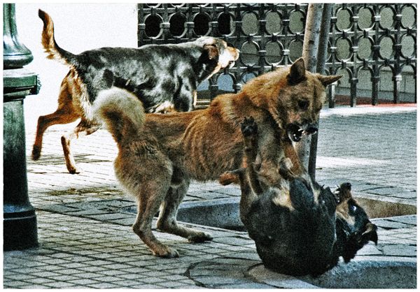 Vagabundos 9