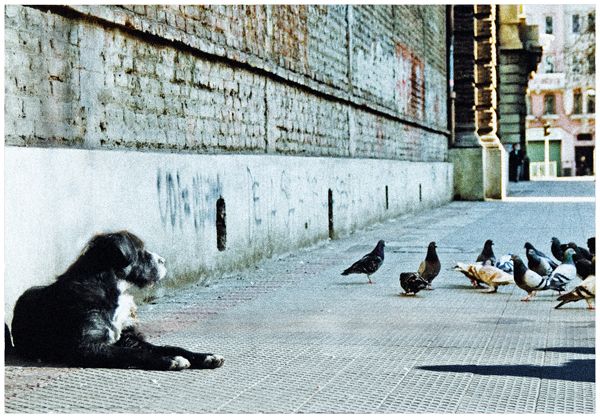 Vagabundos 7
