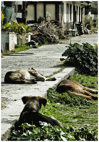 Vagabundos 6