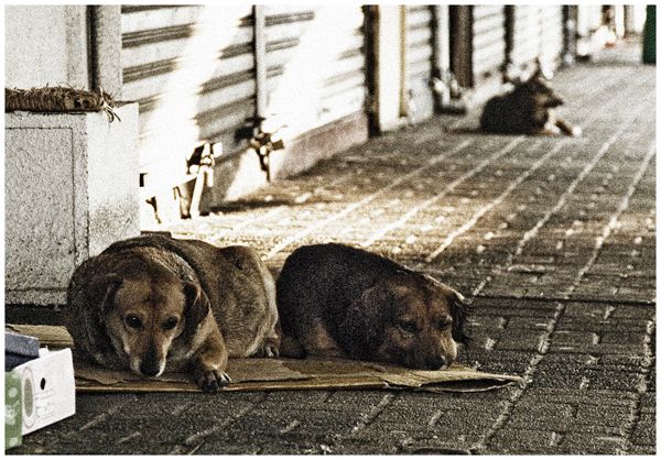 Vagabundos 4
