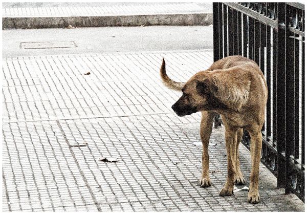 Vagabundos 2