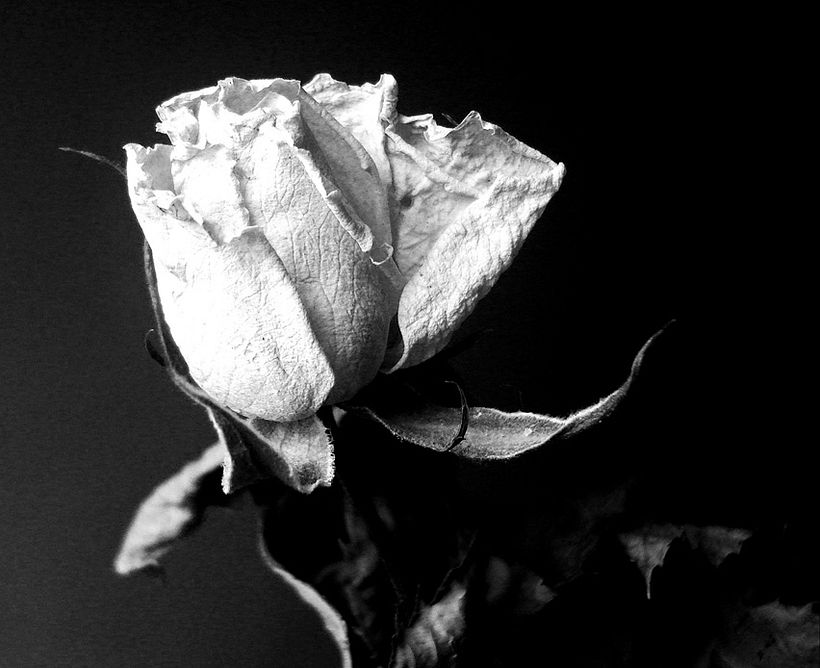 Black&White 19