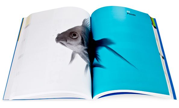 Dimac | Imagen de producto y packaging 6