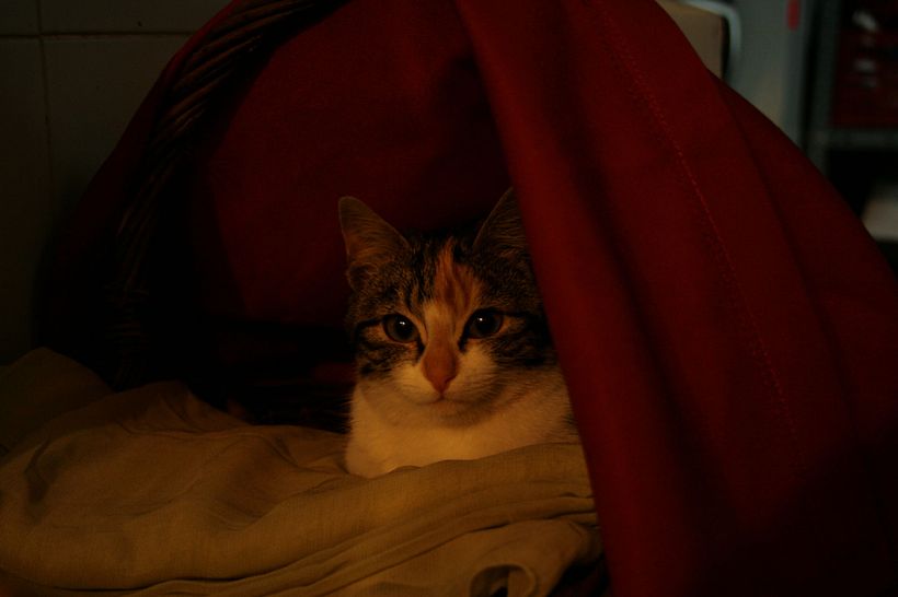 Fotografía 43