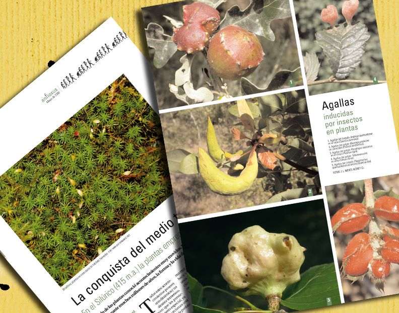 Revista 'Anfioxus' 5