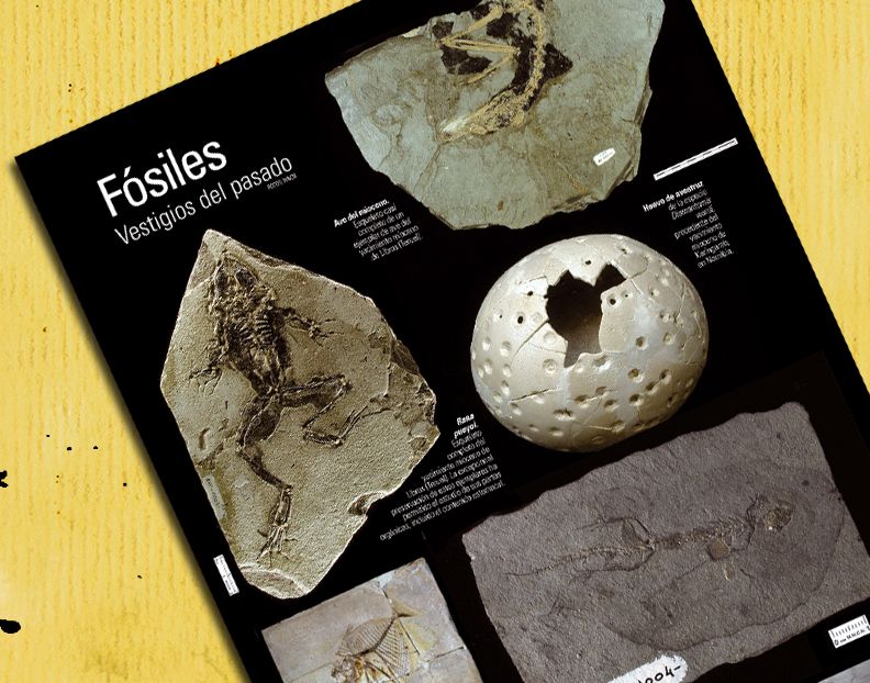 Revista 'Anfioxus' 4
