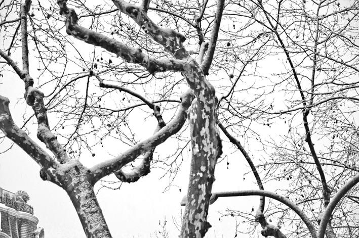 White BCN 13
