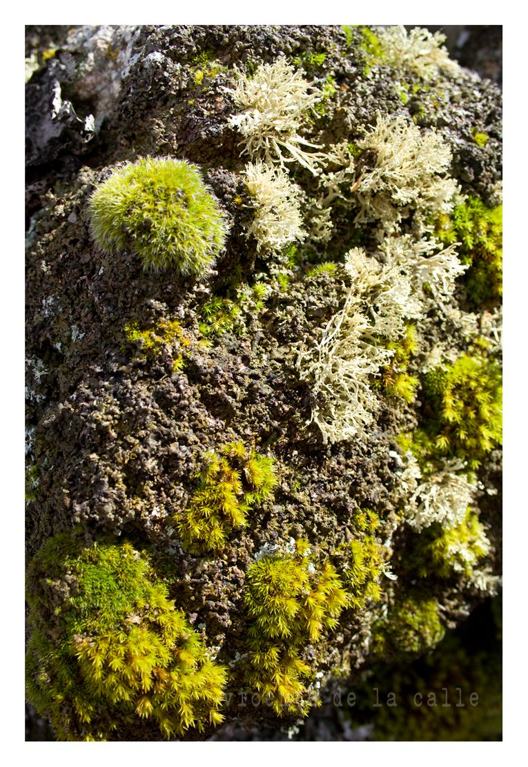 Emotional landscapes 49