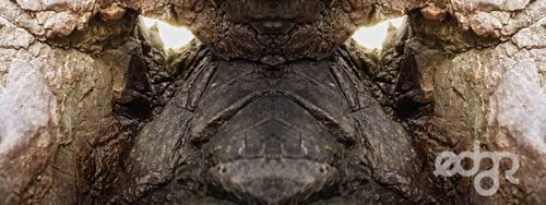 edzr.click - photography 20