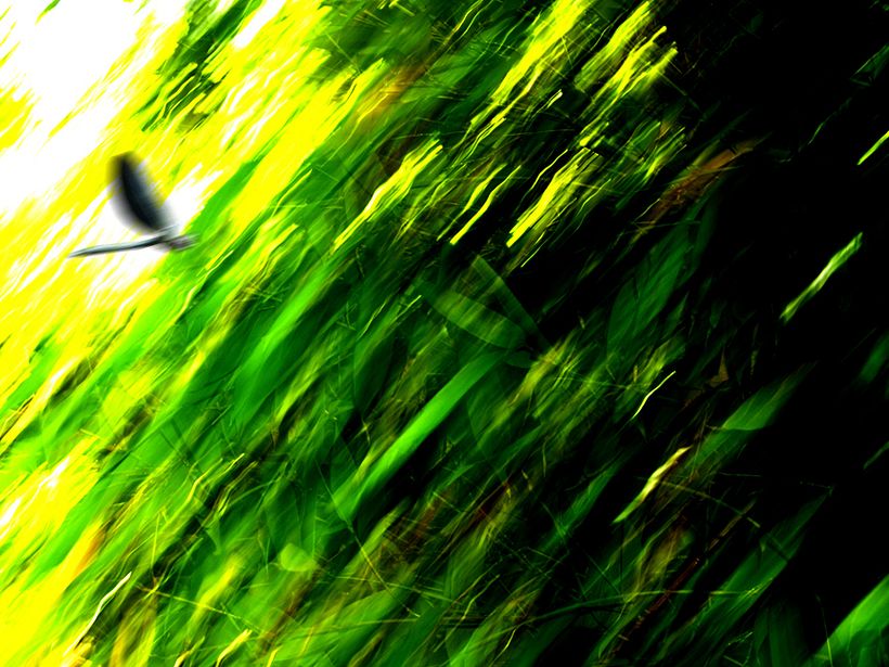 natural_electric 2
