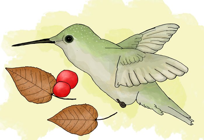 Illustrations 2