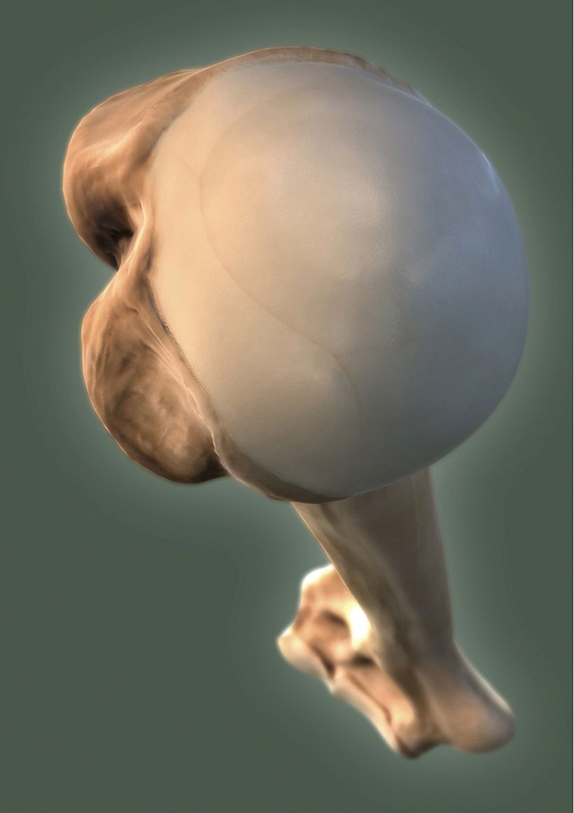 Atlas Anatomía 10