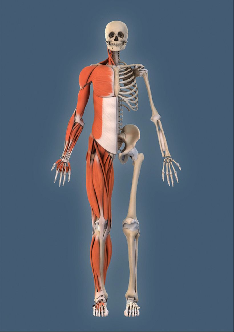 Atlas Anatomía 4