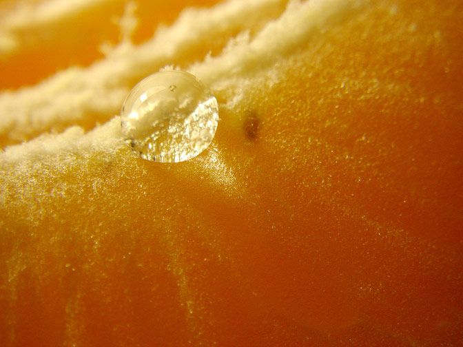 Fotografía Macro 21