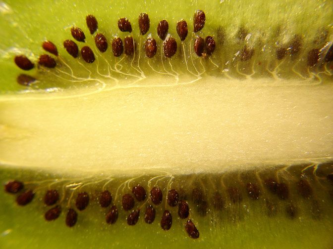 Fotografía Macro 17