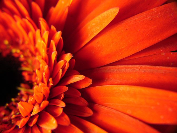 Fotografía Macro 16