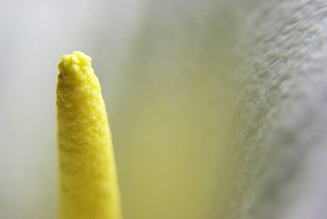 Fotografía Macro 15