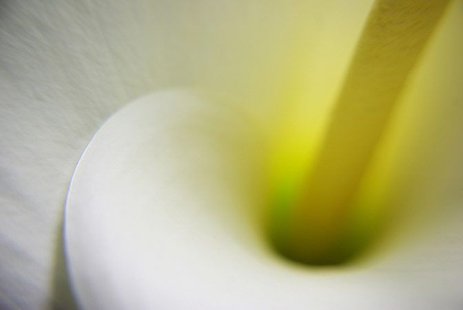 Fotografía Macro 14