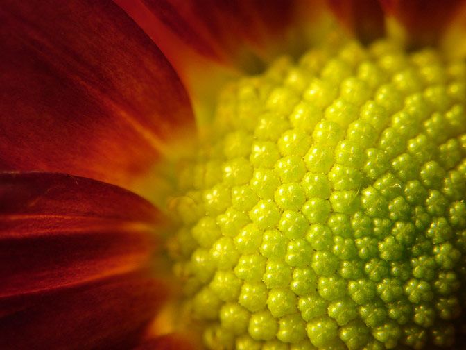 Fotografía Macro 13