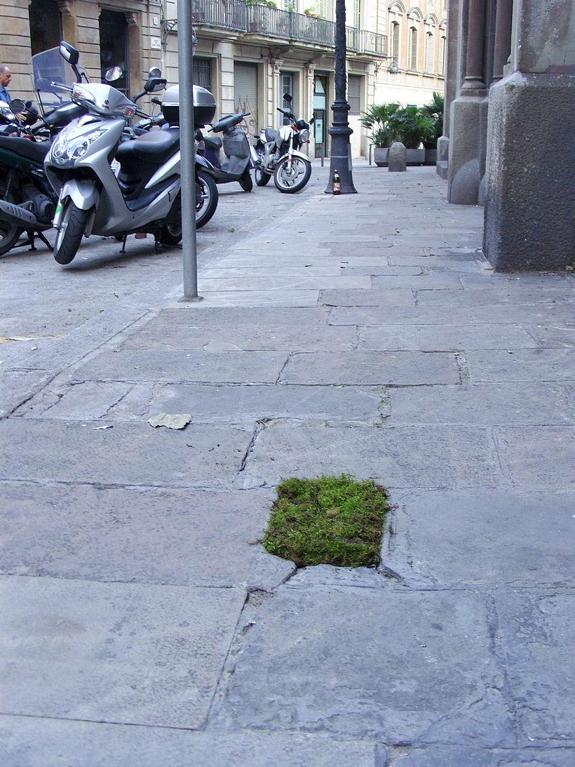 Moss Garden 9