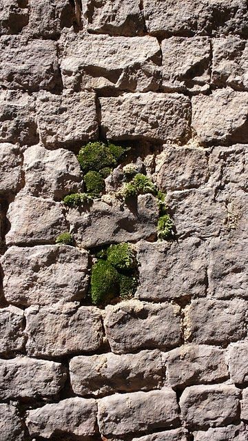Moss Garden 8