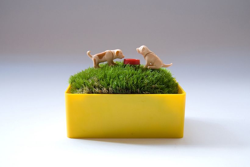 Moss Garden 7