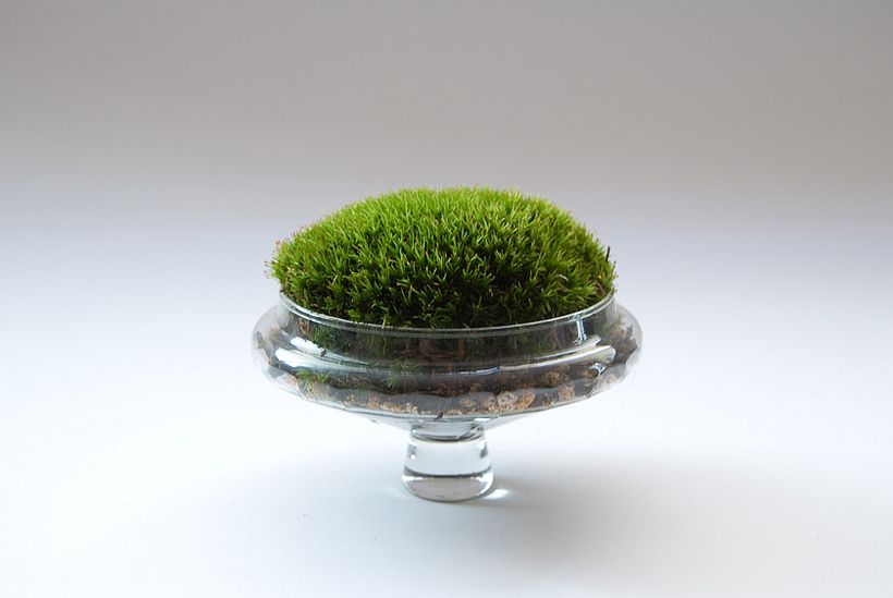 Moss Garden 6