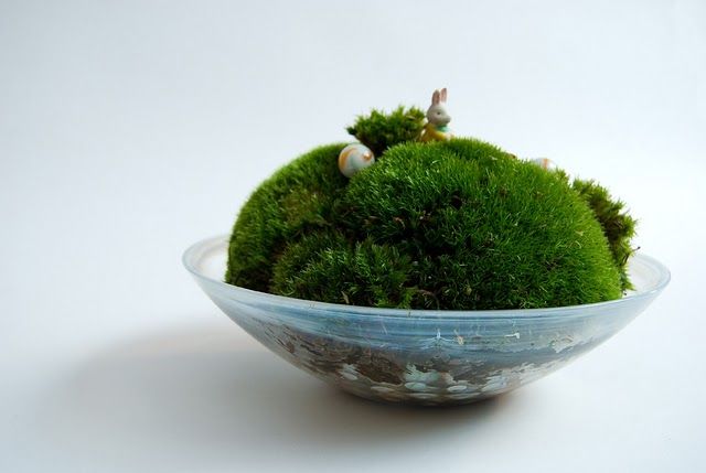 Moss Garden 5