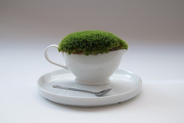 Moss Garden 4