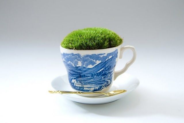 Moss Garden 2