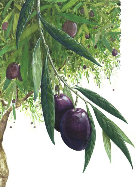 Conservas 1 17
