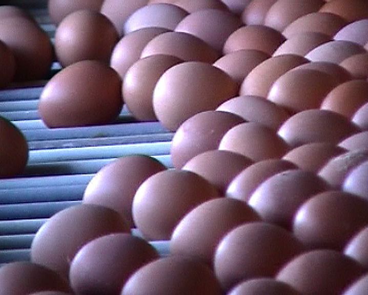 Documental / Realizador 1