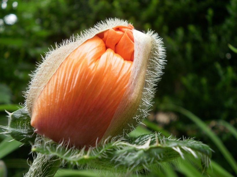 Fotografía | Naturaleza 6