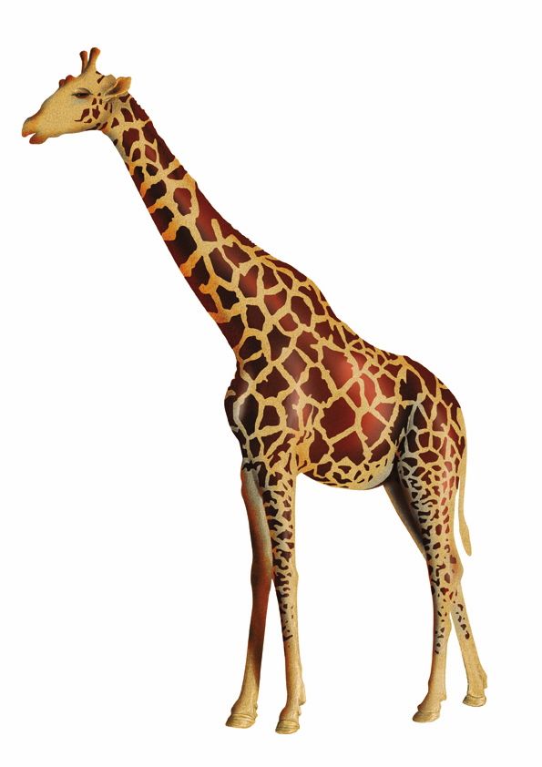 Animales 23