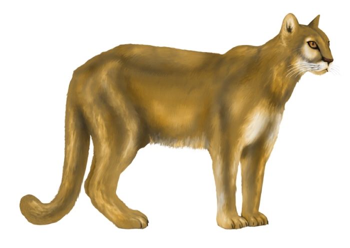 Animales 22