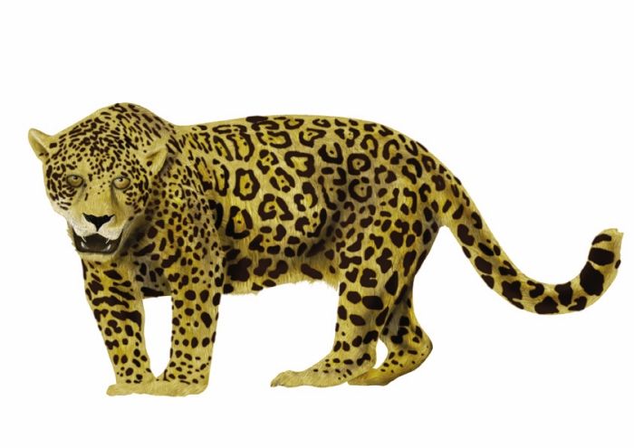 Animales 18