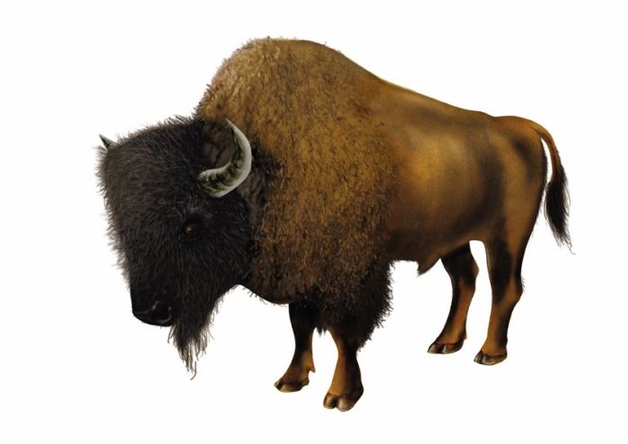 Animales 11