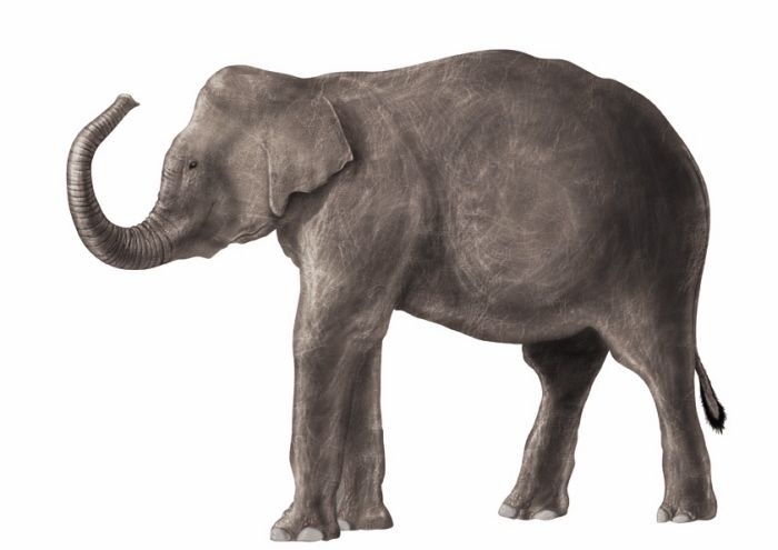Animales 9