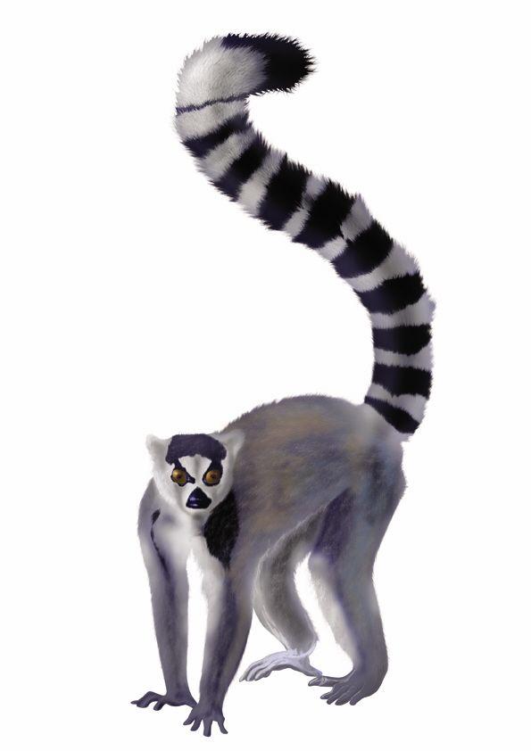 Animales 8