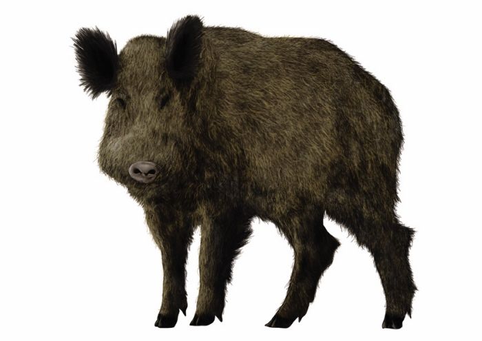 Animales 6