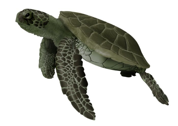 Animales 1