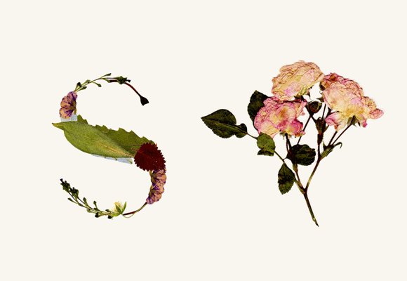 Herbario. Tipografía experimental 3