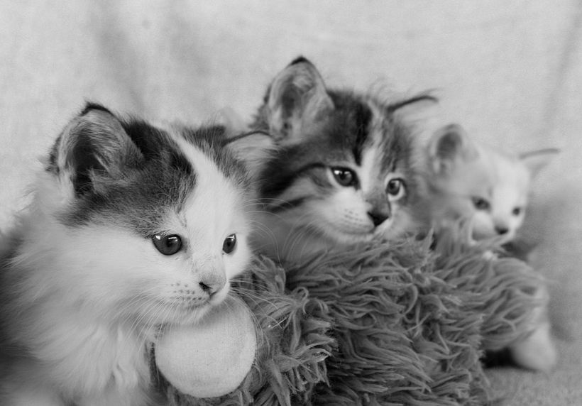 Cats 1