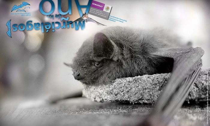 Wallpapers SEMARNAT 3