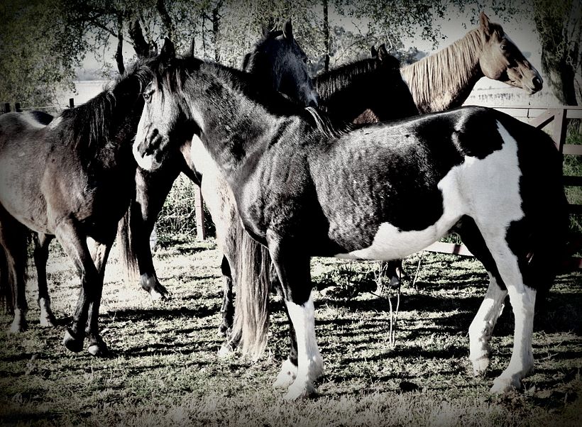 venta de fotografía 6