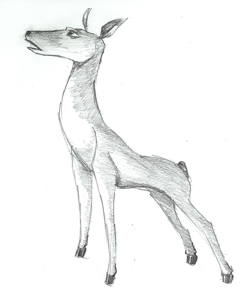 ANIMALS - CHARACTER DESIGN 2012 10