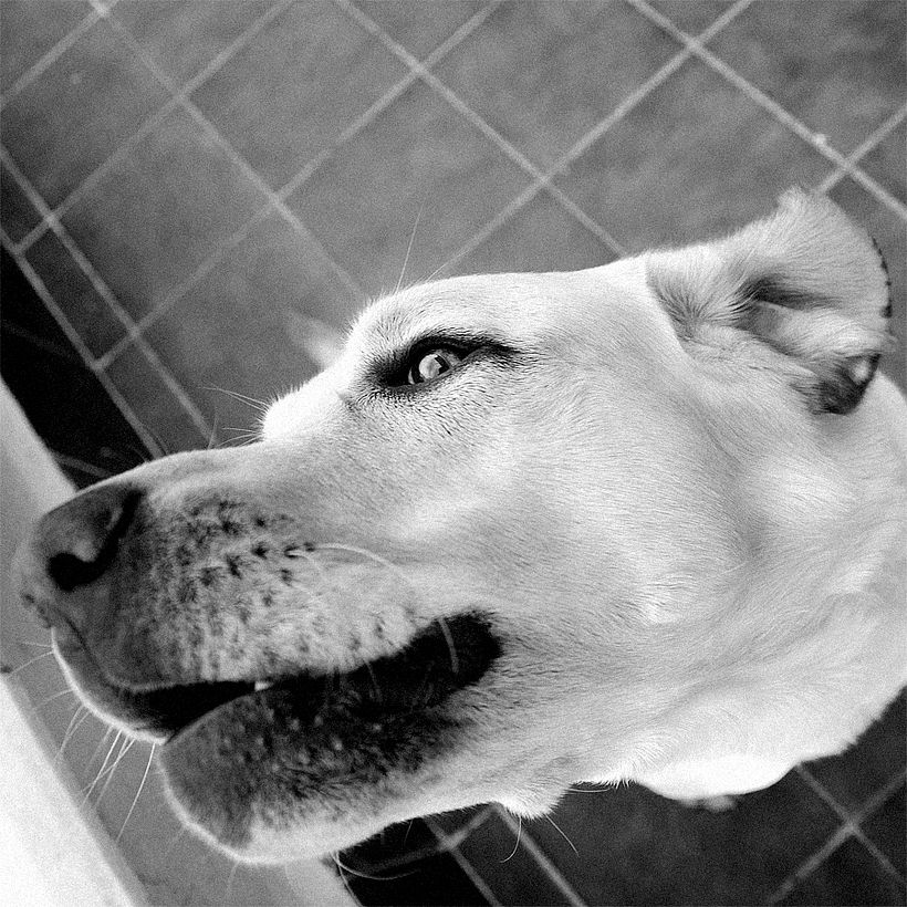 TRIPTICO DOG 4